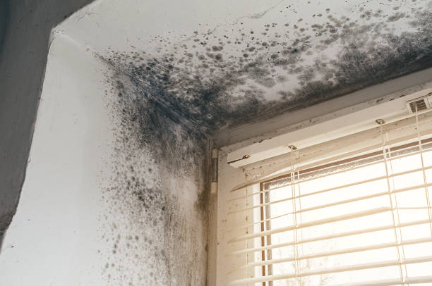 Affordable Mold Removal solutions in Unionville, NC